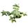 Animal Sable, Grenouille
