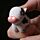 Porte clef LED - Vache et cochon