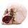 Crâne avec roses