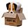 Gomme dans Petite Boite - Chiot Petit Chien